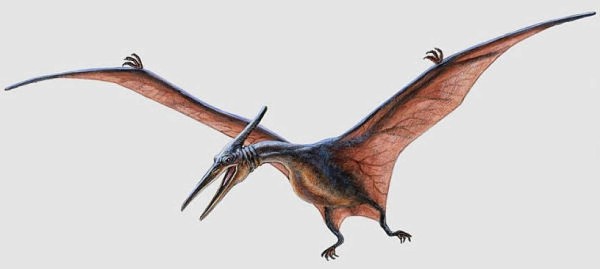 Museo de Historia Natural exhibe a los pterosaurios  