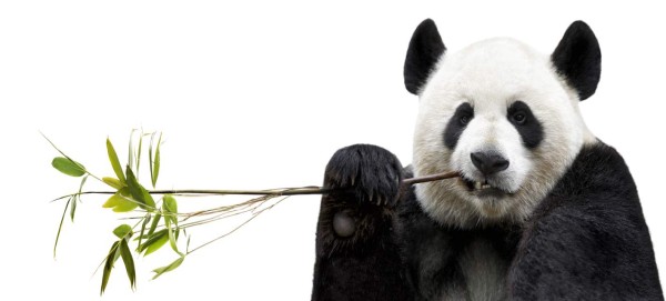 Panda eating bamboo on white background