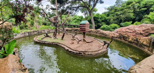 Rescatan a dos monos araña que eran maltratados en aldea de Tegucigalpa