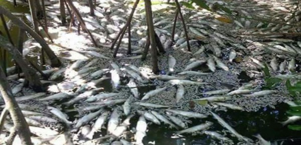 Escasez de oxígeno provocó muerte de peces en laguna de Los Micos