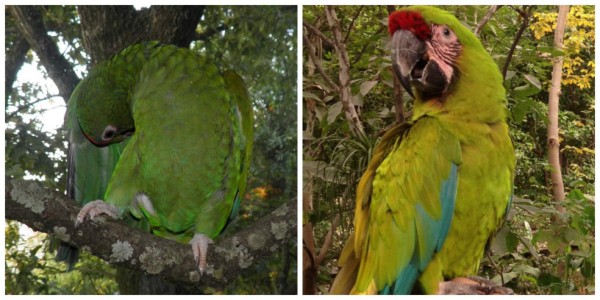 Identifican en México una nueva especie de loro de plumaje azul