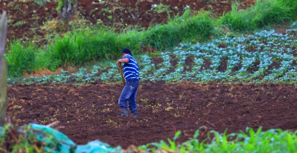 Implementan programa de reducción de riesgo agrícola