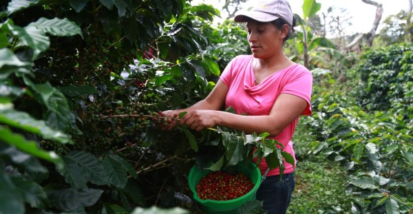 Fincas de café de Cortés y Yoro tienen mayor incidencia de roya