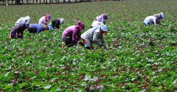 Buscan estimular la participación agrícola en la zona sur