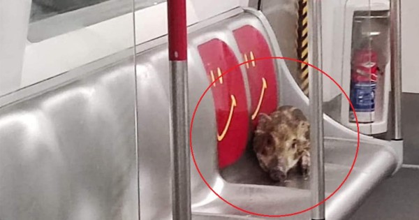 Un jabalí se sube al metro en Hong Kong, como un viajero más