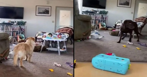 Video: Así reaccionaron tres perros en su casa el terremoto de 7,5 en Alaska