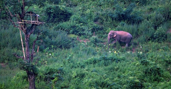 La pandemia también 'pasa factura' a los elefantes asiáticos