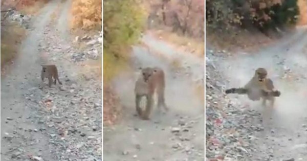 Video viral: 'Puma endiablado' persiguió a excursionista para devorarlo