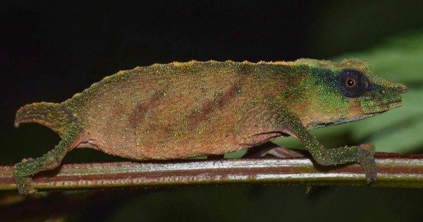 Encuentran en Malaui un raro camaleón que se temía extinto en la naturaleza