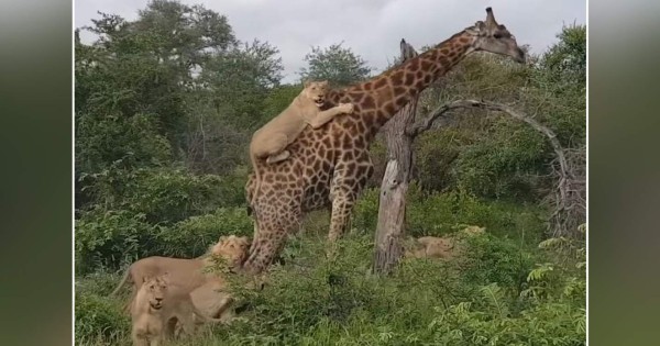 Video viral: una manada de leones intenta atacar a una jirafa adulta
