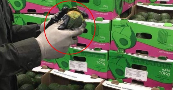 Aguacates rellenos de droga; decomisan más de 400 kilos de cocaína