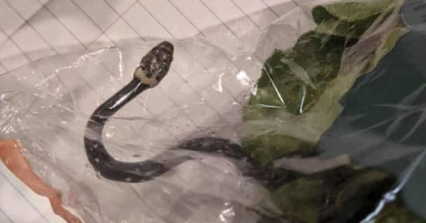 Mega viral: Pareja halla una serpiente en la bolsa de la lechuga