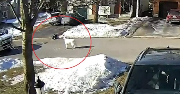 Video viral: Perrita detiene el tráfico para salvar a su dueña que sufrió ataque