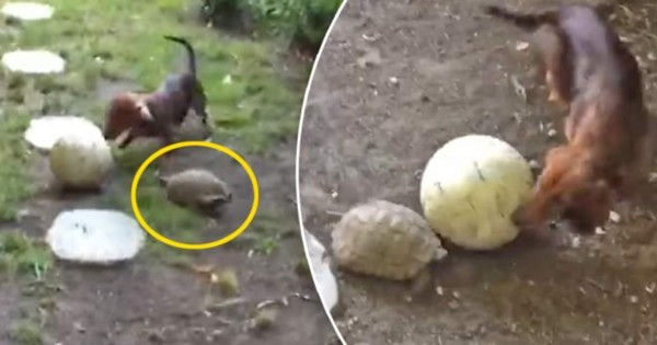 Video viral: un perrito y una tortuga se enfrentan en partido de fútbol