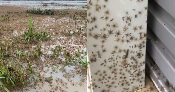 Video viral: Inundaciones en Australia provocan que millones de arañas invadan casas