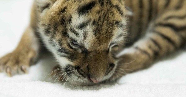 Zoológico de Nicaragua presenta una tigresa de Bengala nacida en cautiverio