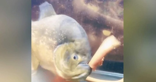 Video viral: pez 'asesino' parte en dos a una serpiente y se la devora