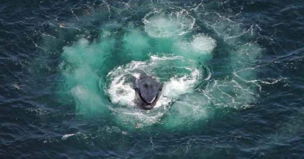Video viral muestra a ballenas cazando mediante burbujas en Australia