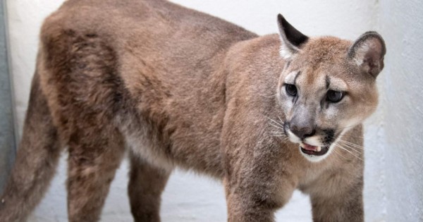 Rescatan a un puma salvaje de un apartamento en Nueva York