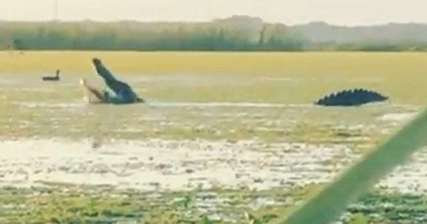 Video viral: monstruoso cocodrilo depredador emerge de una laguna para cazar un pato