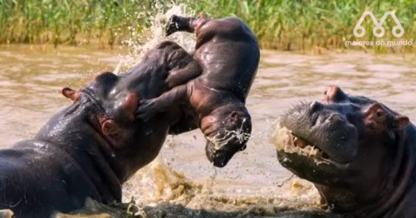 Video viral: hipopótamo aniquila a cría sin piedad