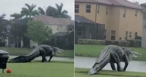 Video viral: Graban a bestial cocodrilo en EEUU tras Huracán Eta