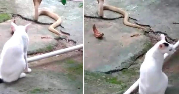 Video viral: valiente gato se enfrenta a una cobra y salva a su dueño