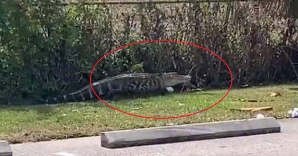 Viral: Gigantesco caimán persigue a clientes afuera de un restaurante