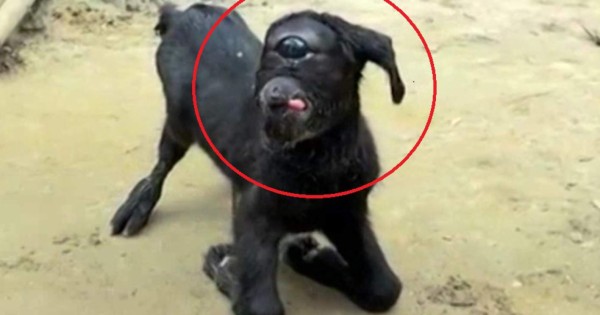 Video viral: Nunca antes visto, nace en la India una cabra 'cíclope'