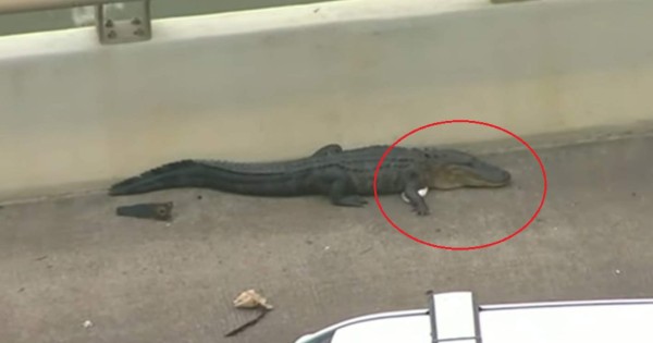 Video viral: Un enorme caimán detiene el tráfico en Houston