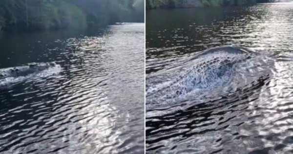 Video viral aterrador: cocodrilo persigue a un bote a máxima velocidad