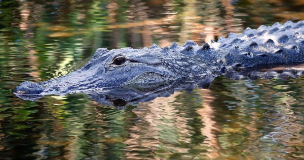 Cocodrilo mata a mujer que defendió a su perro de ataque