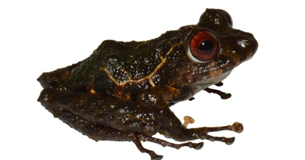 Una nueva especie de rana es nombrada 'ledzeppelin'