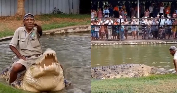 Video viral: hombre da de comer a monstruoso cocodrilo
