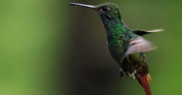 Colibríes de Panacam atraen turismo afectado por la Covid-19