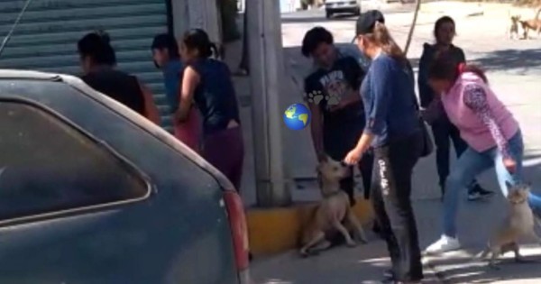 Video tendencia: mujeres matan a palazos a pitbull luego de que mordiera a su mascota