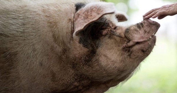 China llora la muerte del heroico cerdo que sobrevivió a un terremoto en 2008
