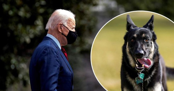 Uno de los perros de Biden vuelve a morder a una persona en la Casa Blanca
