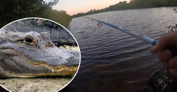 Video viral: Gigantesco caimán emerge del agua y persigue a pescador