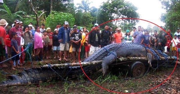 Viral: hallan un gigantesco cocodrilo 'endemoniado' y así lo mataron