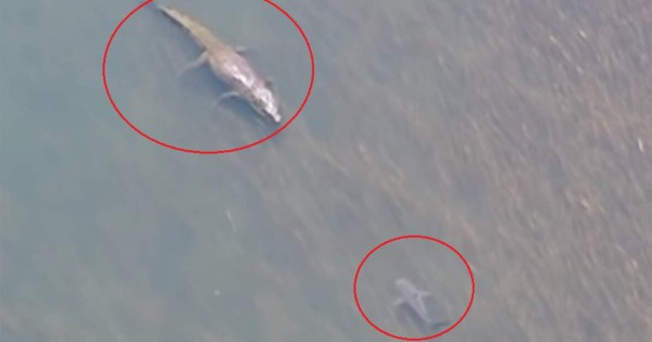Video viral: Aterrador y monstruoso cocodrilo intimida a un tiburón