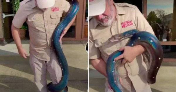 Video viral TikTok: Enorme y extraña serpiente se enreda en el cuerpo de su cuidador