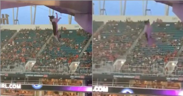Video viral: Aficionados salvan a gatito que cayó del techo en un estadio