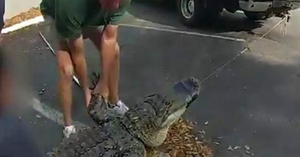 Video viral: Hallan un caimán de 3 metros debajo de un automóvil