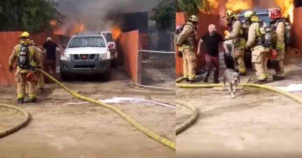 Viral: Hombre arriesga su vida al ingresar en una casa en llamas para rescatar a su mascota