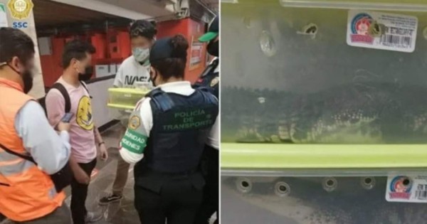Policía detiene a dos hombres por llevar cocodrilos en metro de Ciudad de México