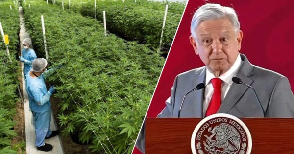 AMLO revela presiones de empresarios para legalizar la marihuana en México