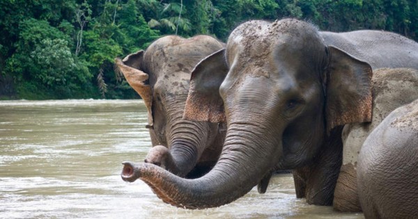 Cinco detenidos en Indonesia por haber decapitado a un elefante