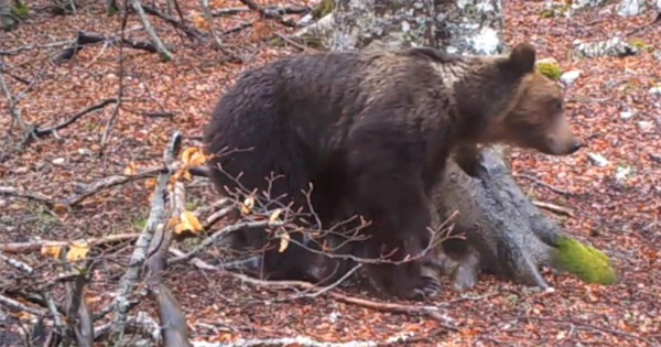 Video viral: Una cámara graba el mismo árbol durante 365 días y captó la vida salvaje