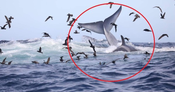 Video viral: Orcas hambrientas devoran al animal más grande del planeta